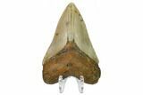 Fossil Megalodon Tooth - North Carolina #166987-2